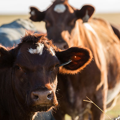 cattle-square cattle-square