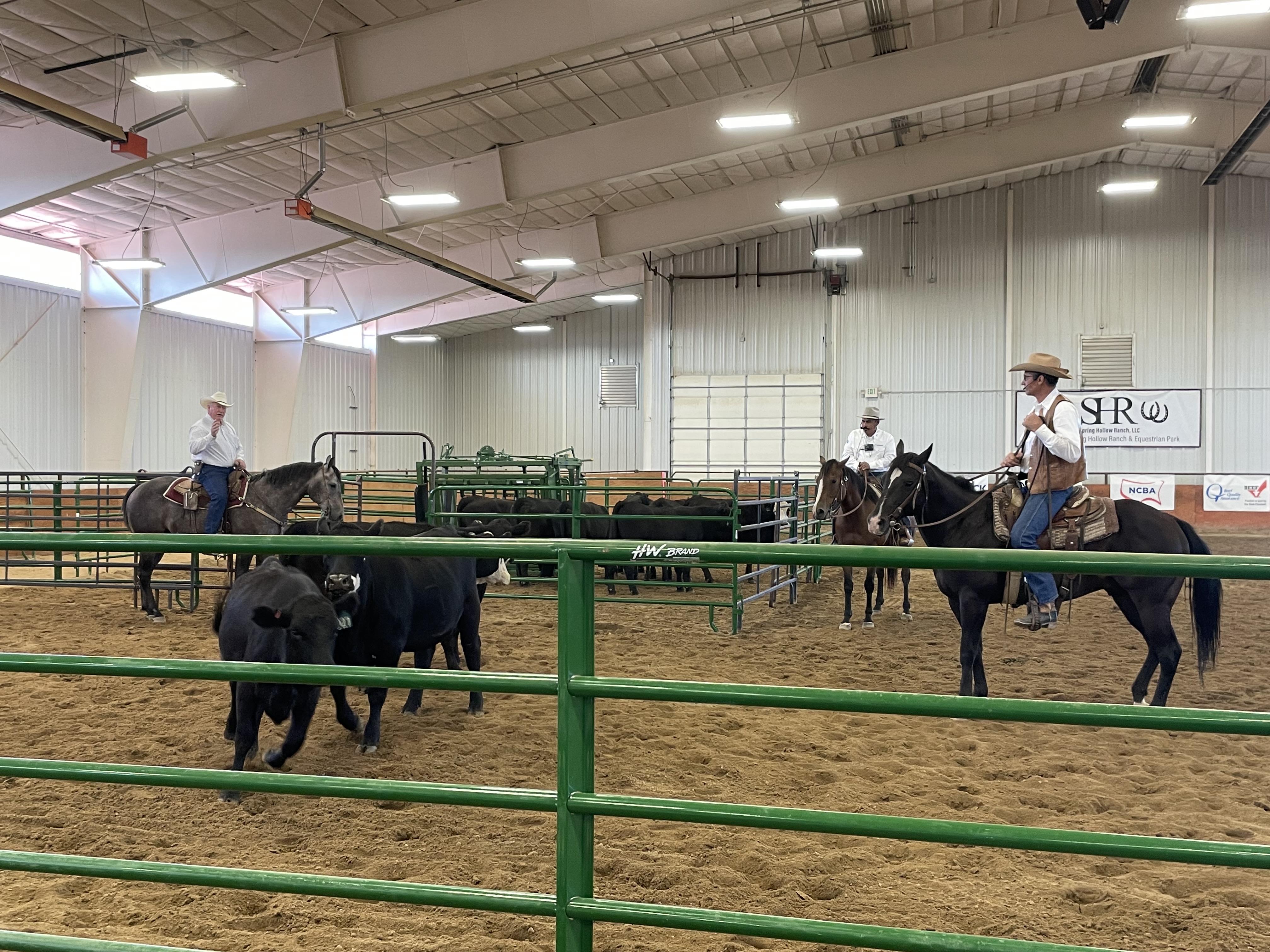 handling-cattle-demonstration-3