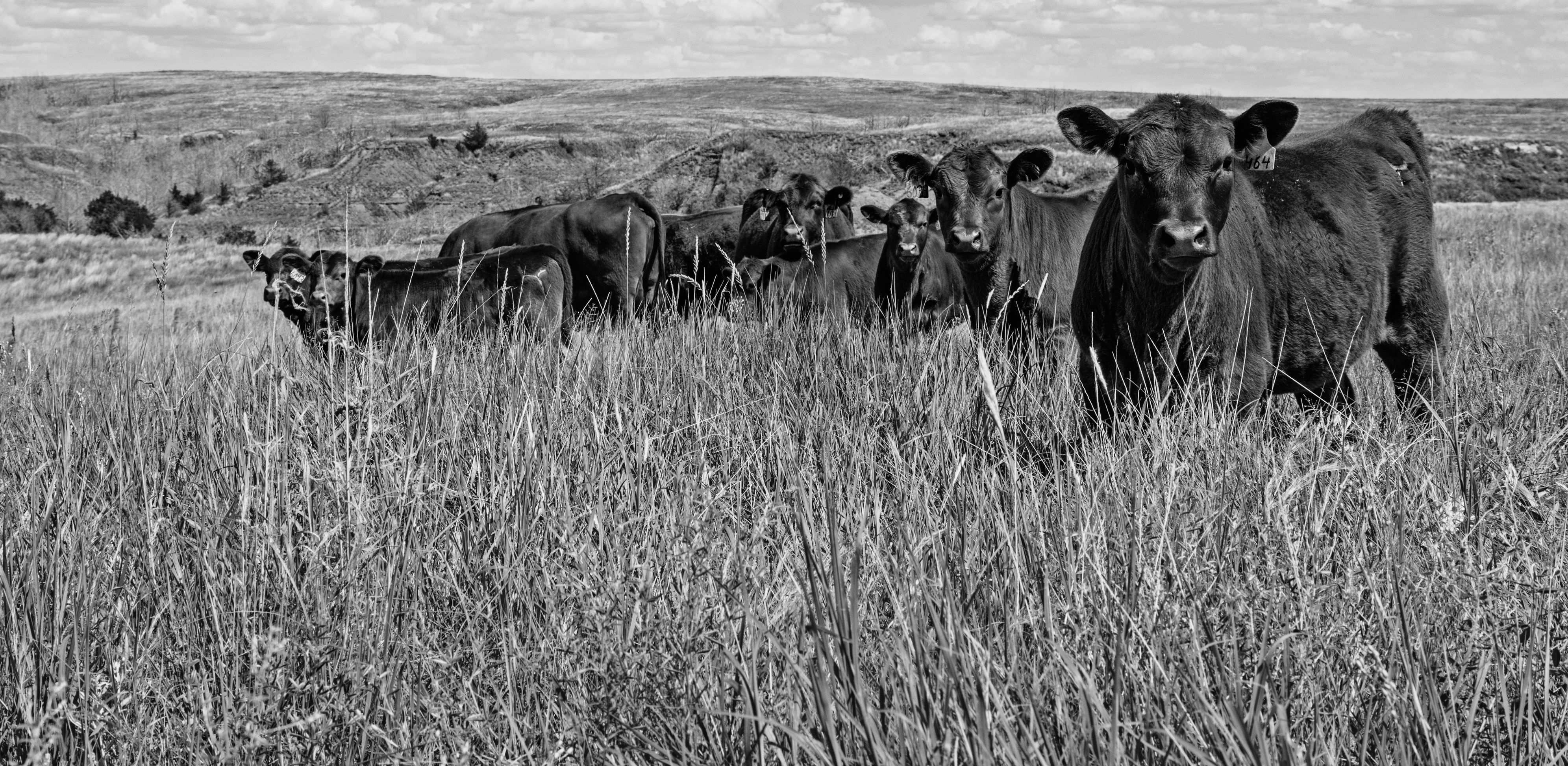 kansas header