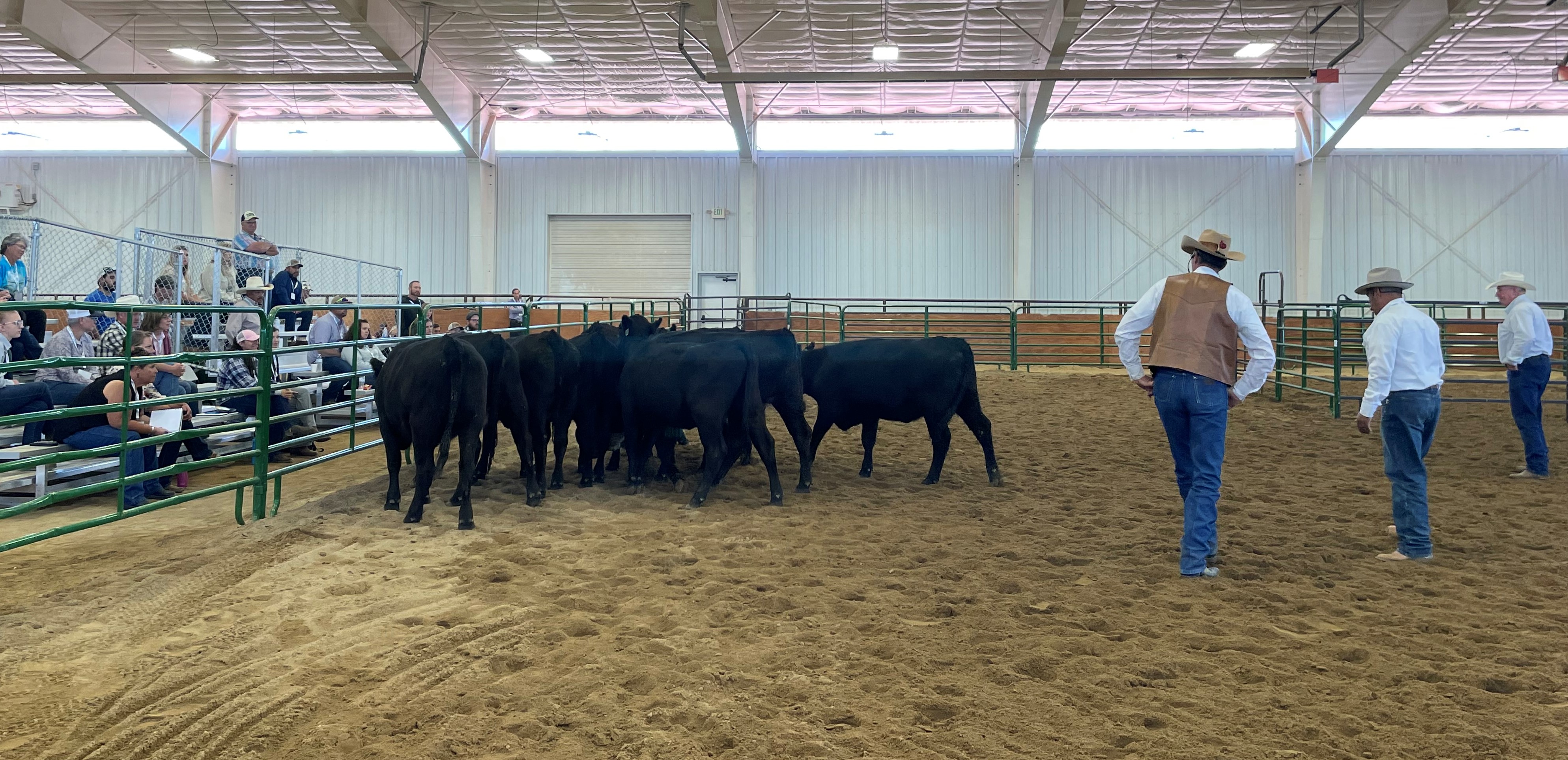 ron_curt_dean_cattle_walking